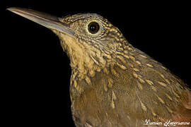 Chestnut-rumped Woodcreeper