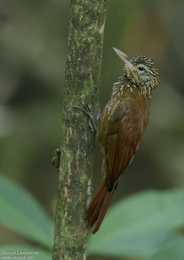 Straight-billed Woodcreeper, identification