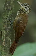 Straight-billed Woodcreeper