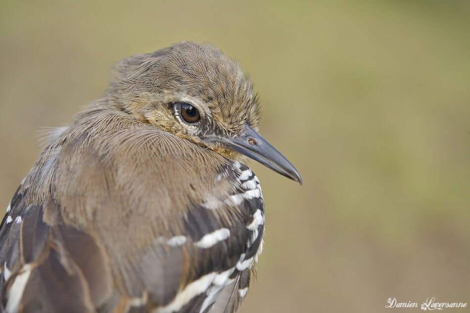 Southern White-fringed Antwren