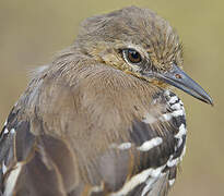 Southern White-fringed Antwren