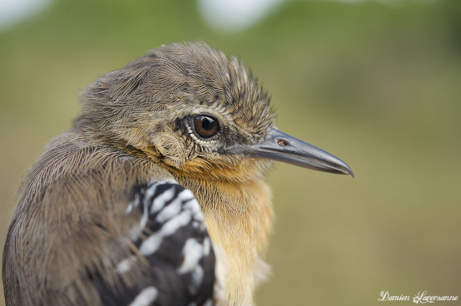 Southern White-fringed Antwren