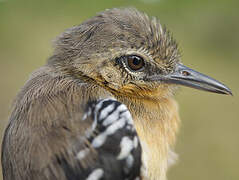 Southern White-fringed Antwren