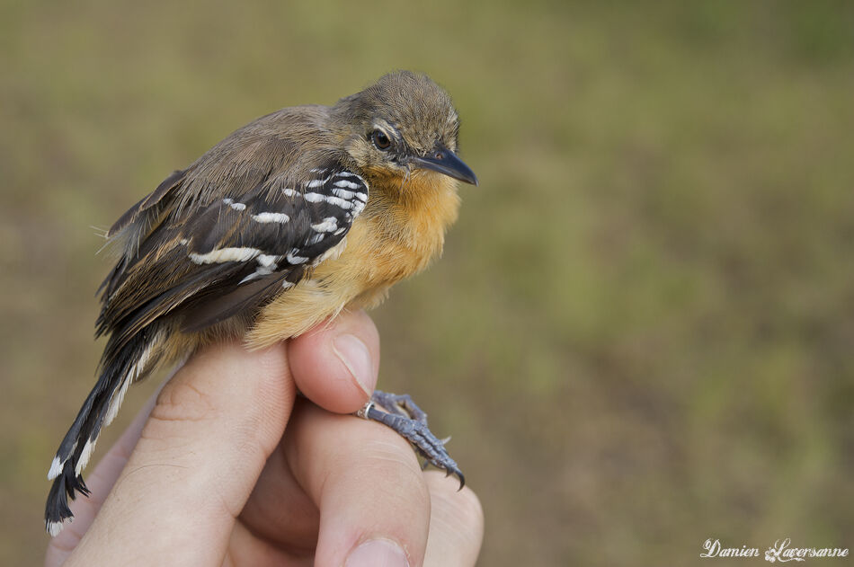 Southern White-fringed Antwren