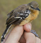 Southern White-fringed Antwren