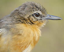 Southern White-fringed Antwren