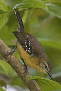 Southern White-fringed Antwren