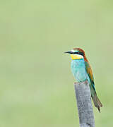 European Bee-eater