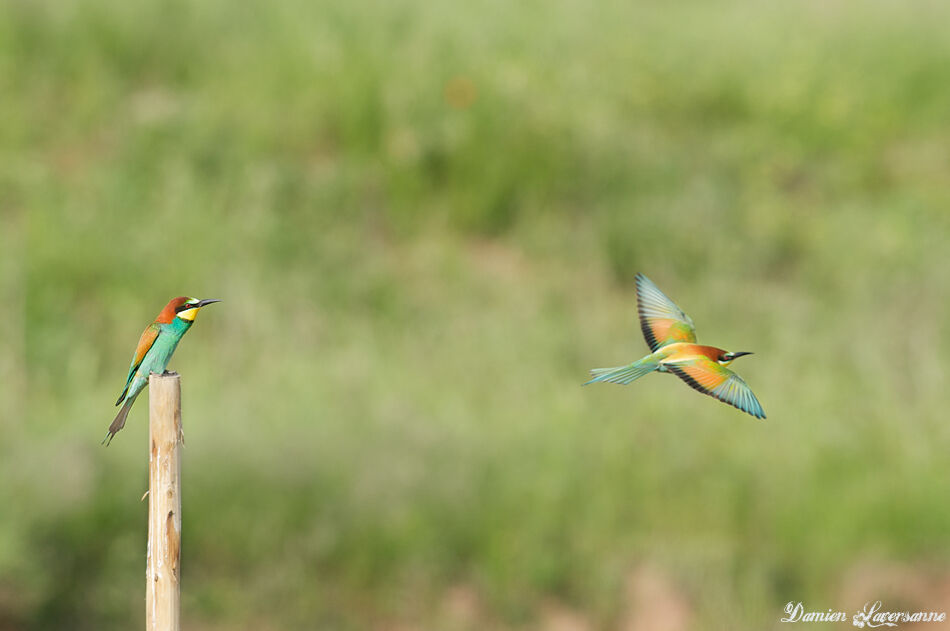 European Bee-eater