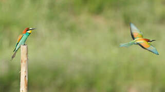 European Bee-eater