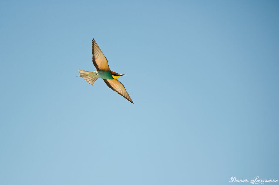 European Bee-eater