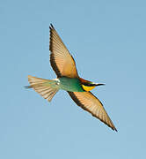 European Bee-eater