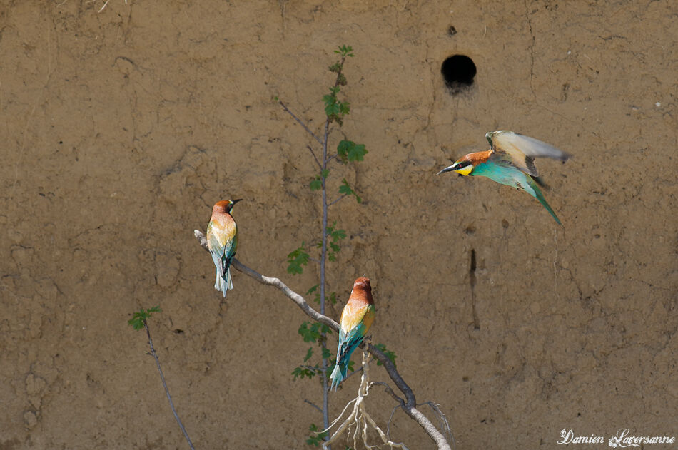 European Bee-eater