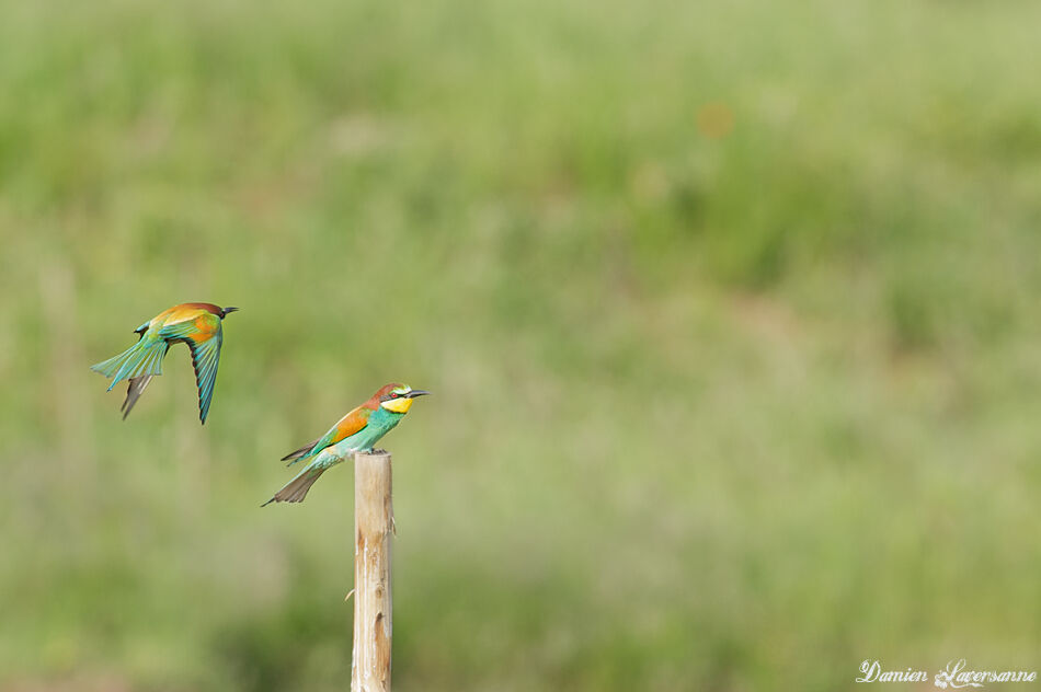 European Bee-eater