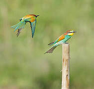 European Bee-eater