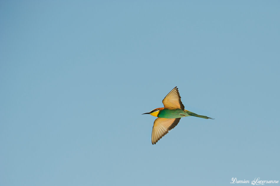 European Bee-eater