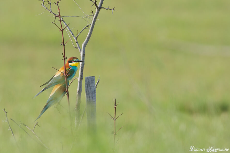 European Bee-eater