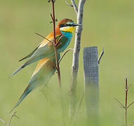 European Bee-eater