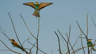 European Bee-eater