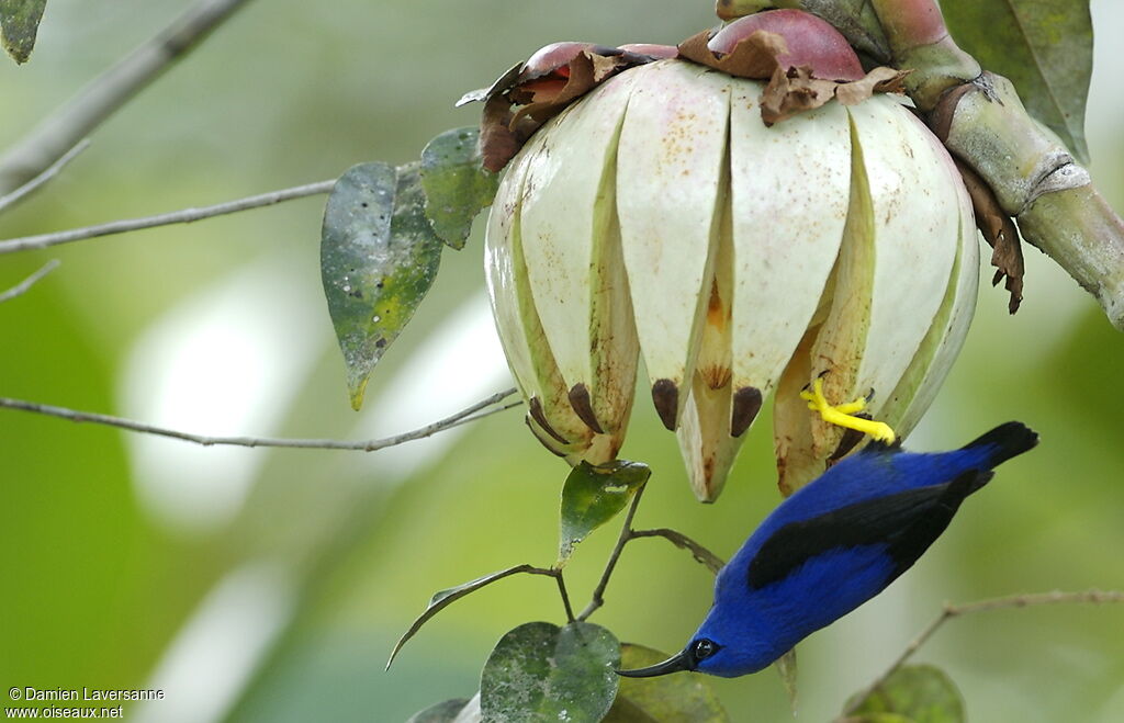 Purple Honeycreeper male