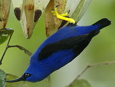 Purple Honeycreeper