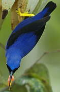 Purple Honeycreeper