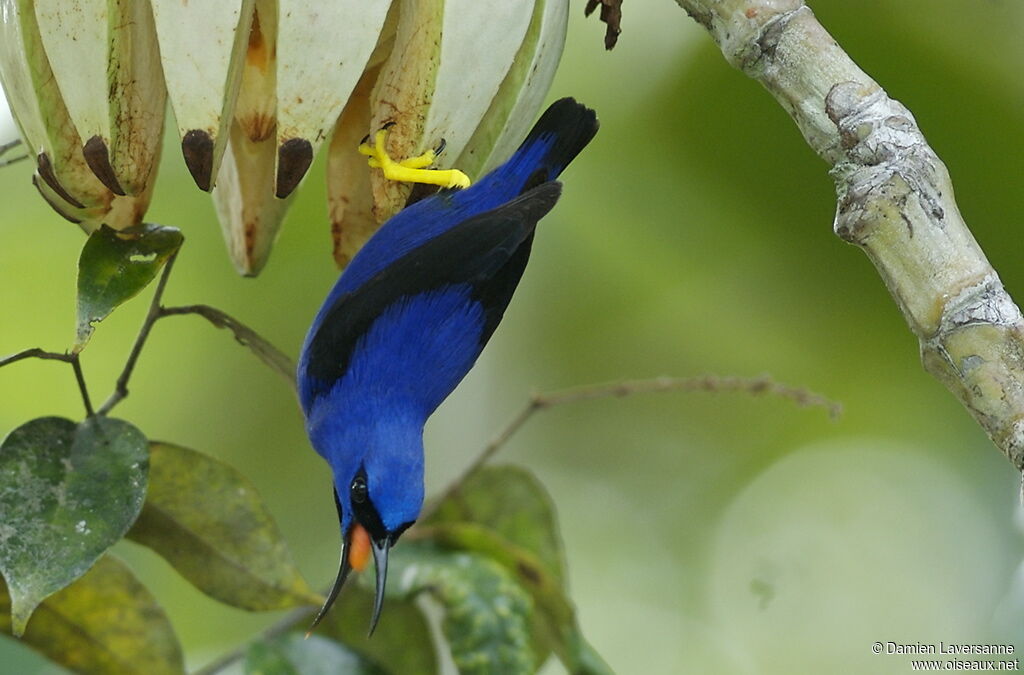 Purple Honeycreeper male