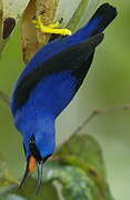 Purple Honeycreeper