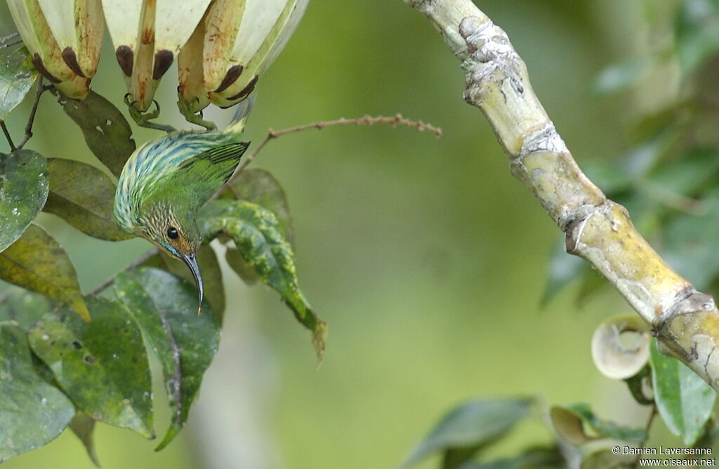 Purple Honeycreeper female