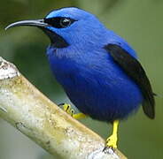 Purple Honeycreeper