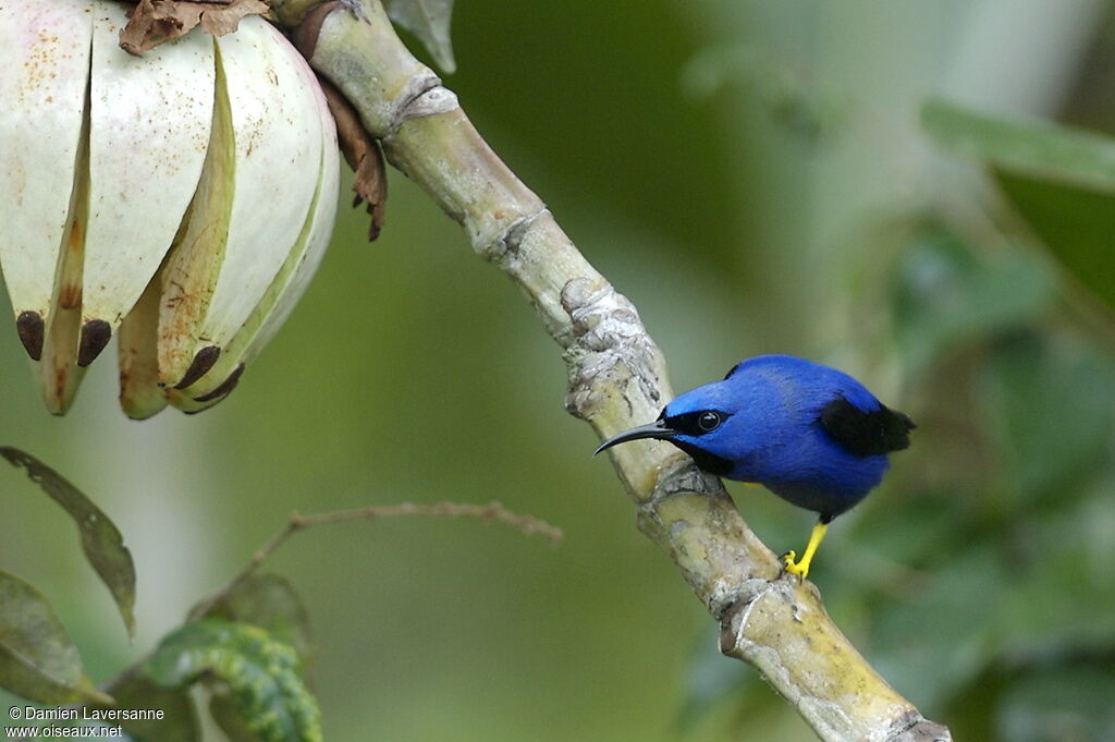 Purple Honeycreeper male