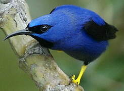 Purple Honeycreeper