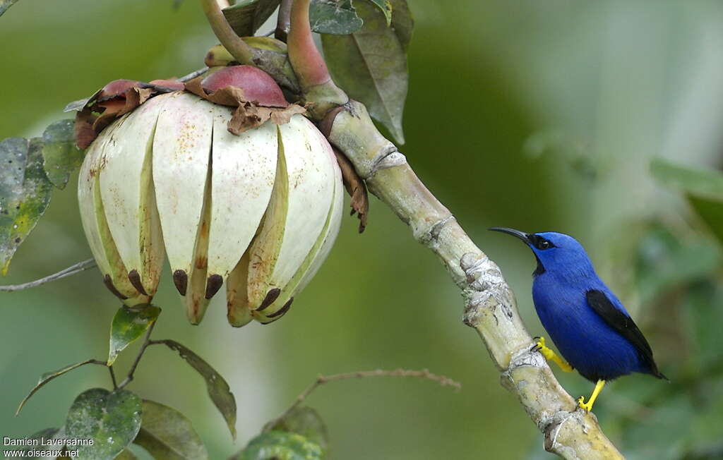 Purple Honeycreeper male adult, identification