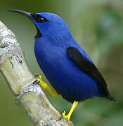 Purple Honeycreeper