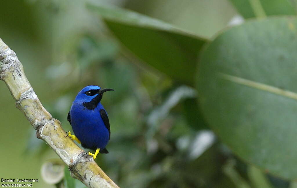 Purple Honeycreeper male adult, close-up portrait