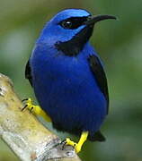 Purple Honeycreeper