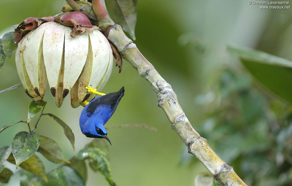 Purple Honeycreeper