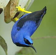 Purple Honeycreeper