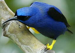 Purple Honeycreeper