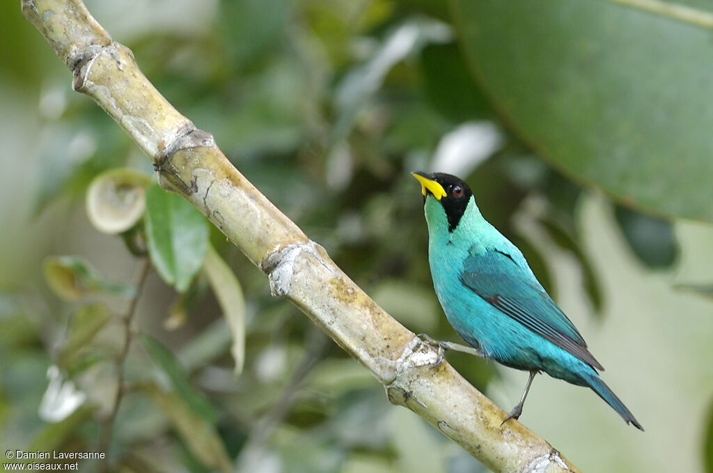 Green Honeycreeper