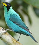 Green Honeycreeper