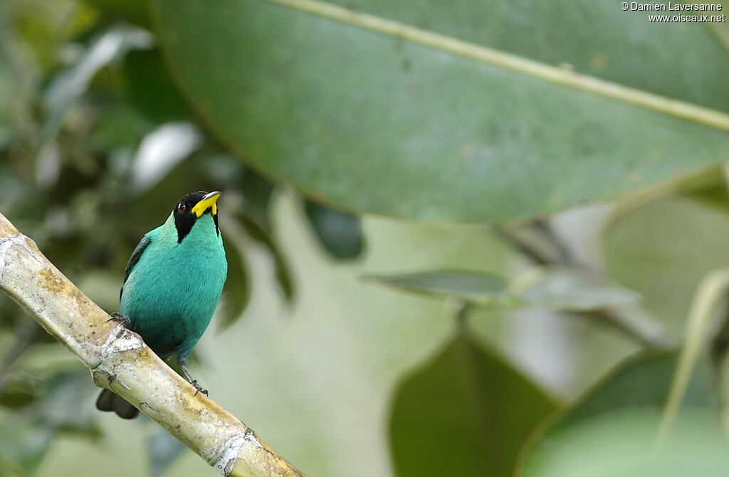 Green Honeycreeper