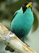 Green Honeycreeper