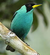 Green Honeycreeper