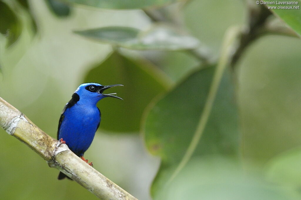 Red-legged Honeycreeper male