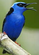 Red-legged Honeycreeper