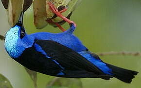 Red-legged Honeycreeper