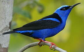 Red-legged Honeycreeper