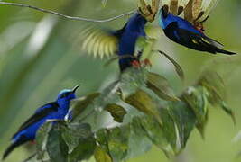 Red-legged Honeycreeper