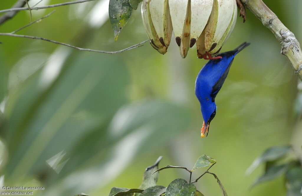 Red-legged Honeycreeper male